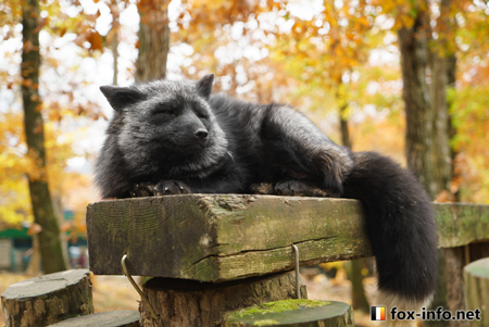 たそがれギンキツネ