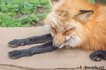 黒タイツキツネ