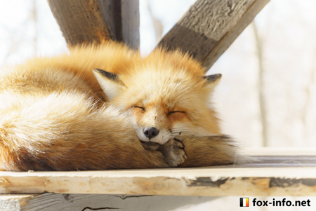 しっぽ枕で眠るキツネ色のキツネ