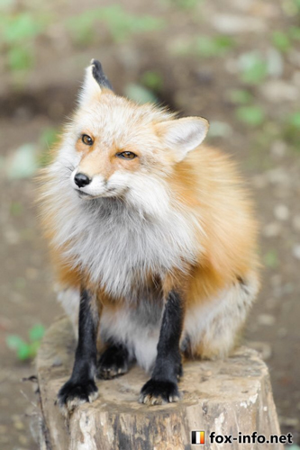 きりっとした表情のキツネ