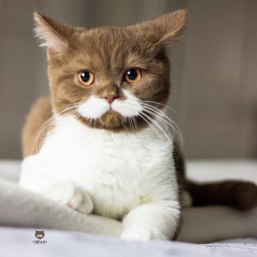 口ヒゲ模様にゃんこ