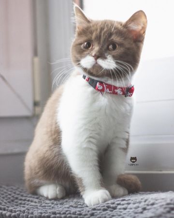 口ヒゲ模様にゃんこ