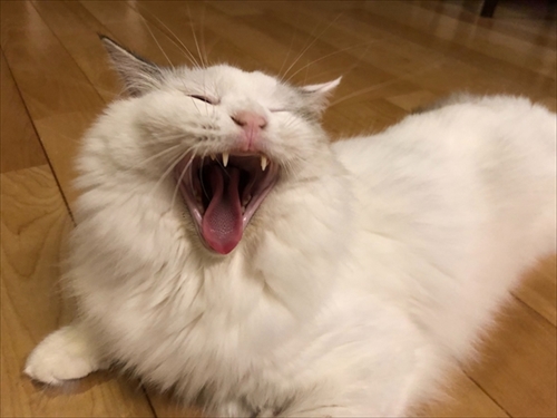 ネチコヤンと暮らしていたはず写真展