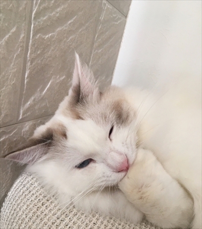 ネチコヤンと暮らしていたはず写真展