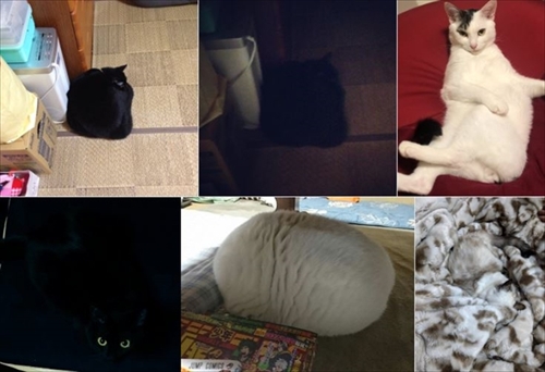 ネチコヤンと暮らしていたはず写真展