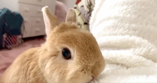 お餅@こんがりさん