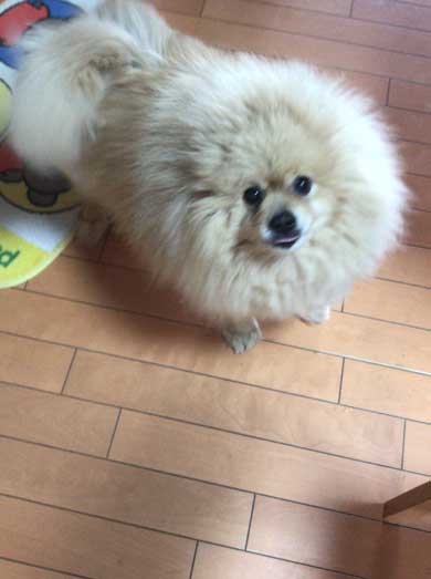 おばあちゃん 飼ってた どでか ポメラニアン 大きい デカい モチパン