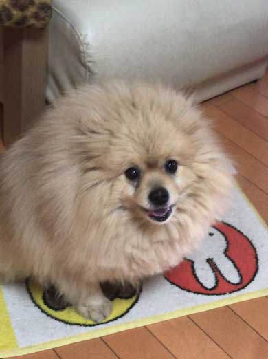 おばあちゃん 飼ってた どでか ポメラニアン 大きい デカい モチパン