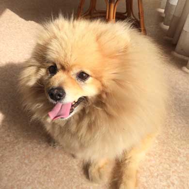 おばあちゃん 飼ってた どでか ポメラニアン 大きい デカい モチパン