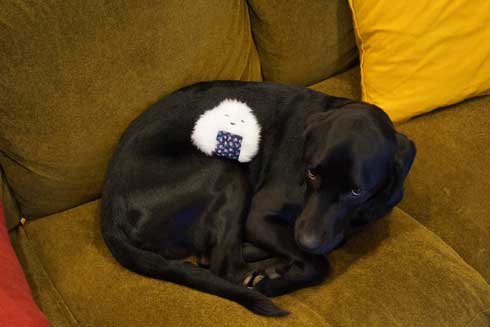 おばあちゃん 飼ってた どでか ポメラニアン 大きい デカい モチパン