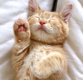 だいまる猫まつり