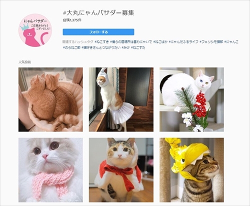 だいまる猫まつり