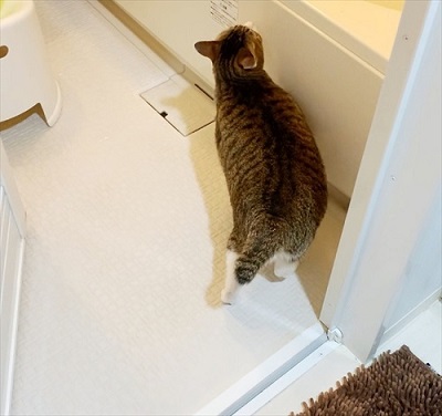 猫のすずめちゃん