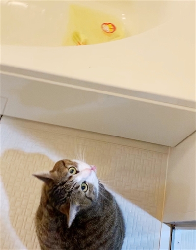 猫のすずめちゃん