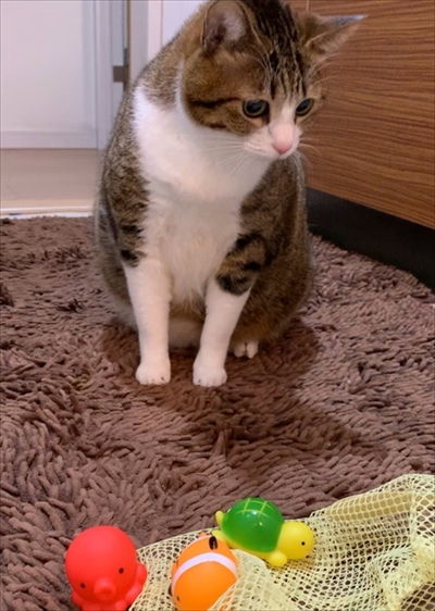 猫のすずめちゃん