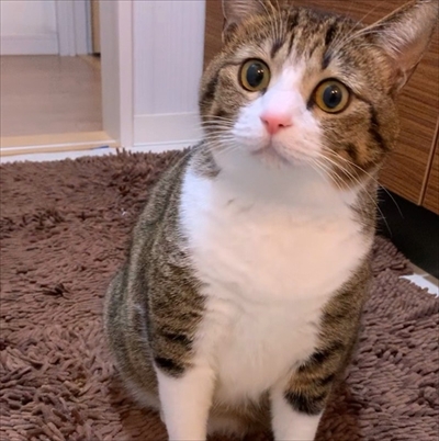 猫のすずめちゃん