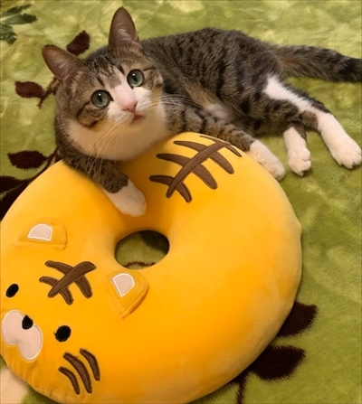 猫のすずめちゃん