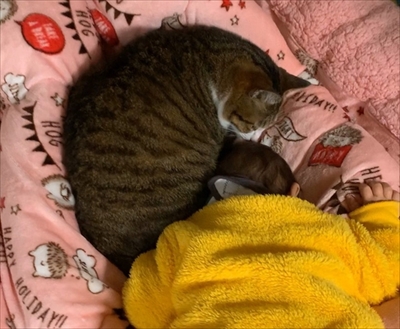 猫のすずめちゃん