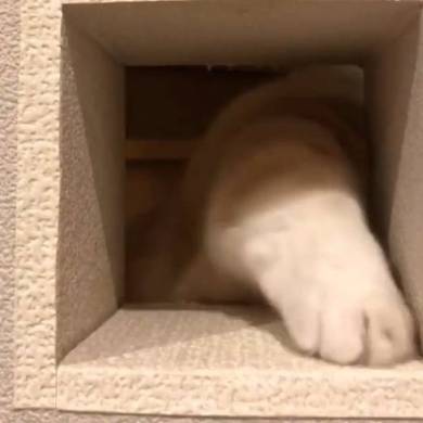 まいるんち ムチムチ猫