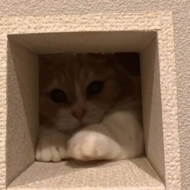 まいるんち ムチムチ猫