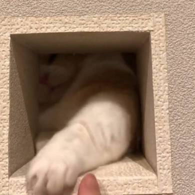 まいるんち ムチムチ猫