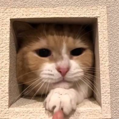 まいるんち ムチムチ猫