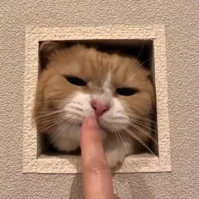 まいるんち ムチムチ猫