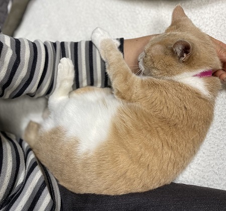 ペット手帳 ベストショット