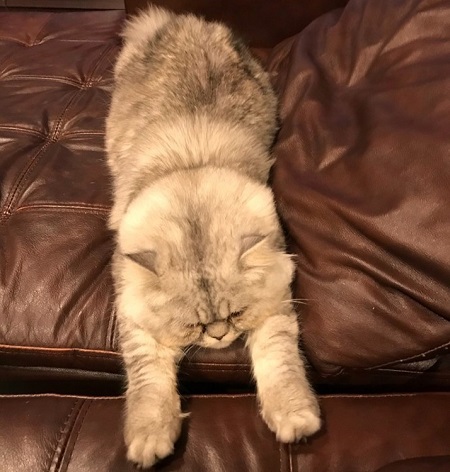 ペット手帳 ベストショット