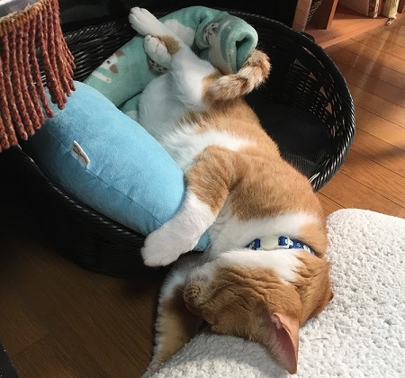 ペット手帳 ベストショット