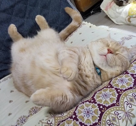 ペット手帳 ベストショット