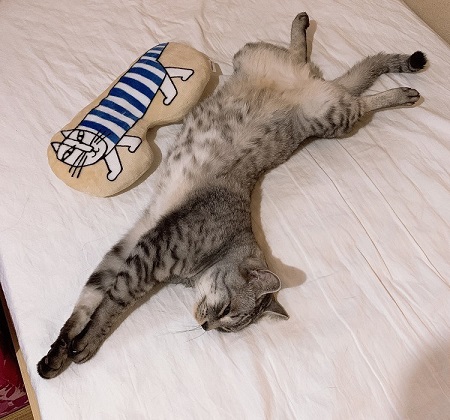 ペット手帳 ベストショット