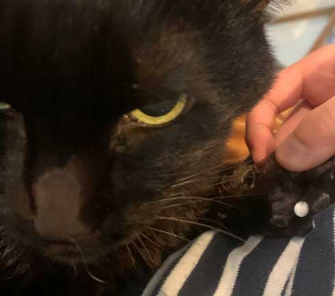 飲ませたはず 薬 手に隠し持っていた 悪い 猫 顔 うめ たきりょうこ