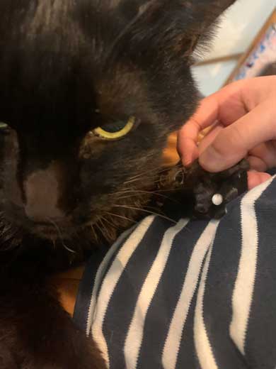 飲ませたはず 薬 手に隠し持っていた 悪い 猫 顔 うめ たきりょうこ