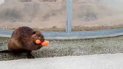 ニンジン ビーバー