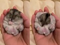手乗りハムスター“前足でお顔をくしゅくしゅ”に胸キュンが止まらない　スロー動画に「かわいすぎる」「たまらない」の声