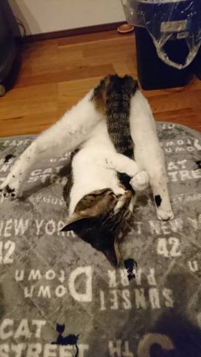 福之助 すごい毛づくろい ヘソ天