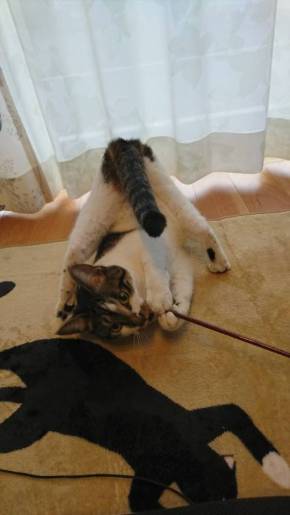 福之助 すごい毛づくろい ヘソ天