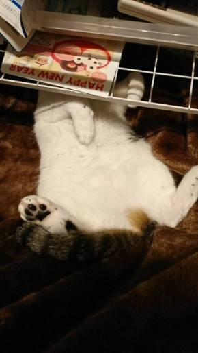 福之助 すごい毛づくろい ヘソ天