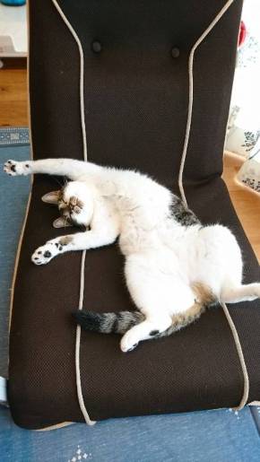 福之助 すごい毛づくろい ヘソ天