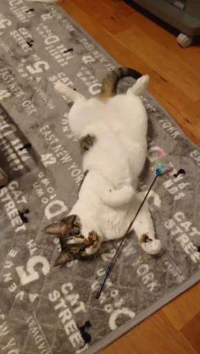 福之助 すごい毛づくろい ヘソ天