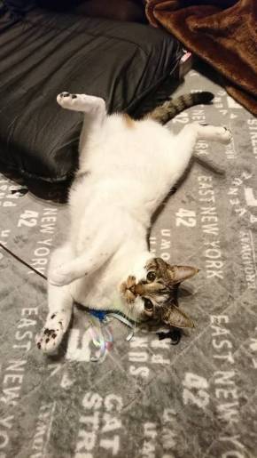 福之助 すごい毛づくろい ヘソ天