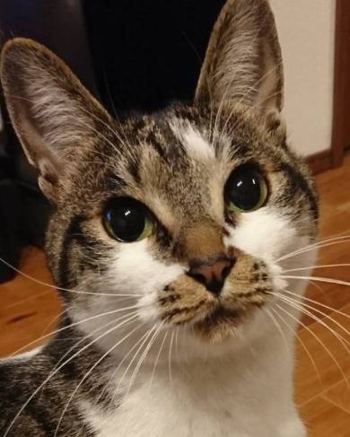 福之助 すごい毛づくろい ヘソ天