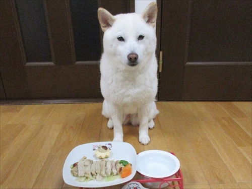 白柴『きなこ』のお気楽ブログ