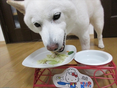 白柴『きなこ』のお気楽ブログ