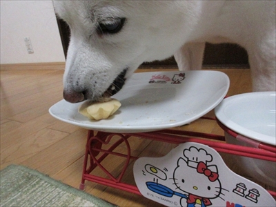 白柴『きなこ』のお気楽ブログ