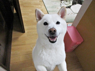 白柴『きなこ』のお気楽ブログ