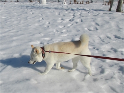 白柴『きなこ』のお気楽ブログ