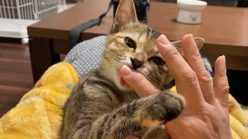 猫 指 おしゃぶり 悩んでたどり着いた 薬指 しじみちゃん 子猫