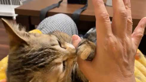 猫 指 おしゃぶり 悩んでたどり着いた 薬指 しじみちゃん 子猫